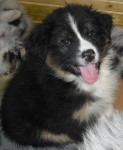 kuk