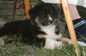 Bruno